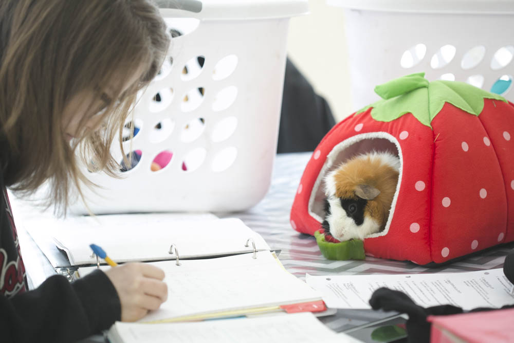 Spartacus the guinea pig and homeschooling adventures.
