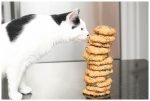 The best monster cookie recipe on the planet.