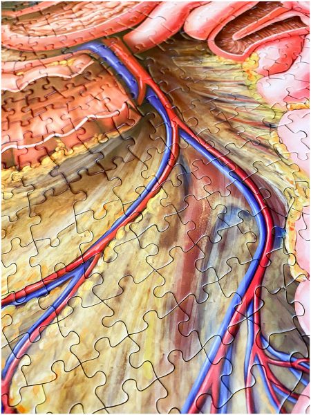 Dr Livingston's Anatomy puzzles are gorgeos and detailed.